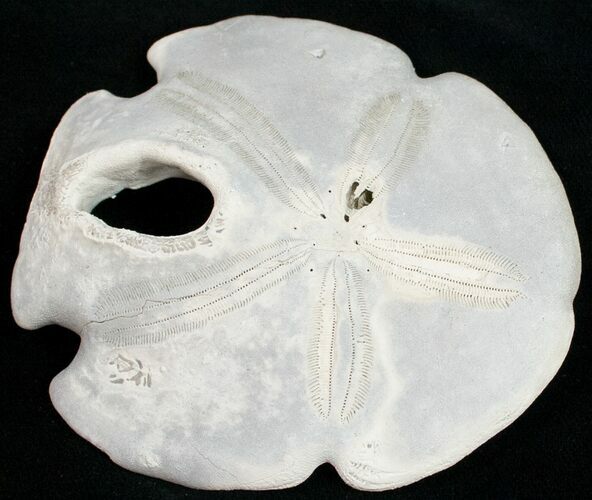 Fossil Sand Dollar (Encope tamiamiensis) - Florida #11099